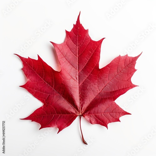 Photo of Red Maple Leaf isolated on a white background