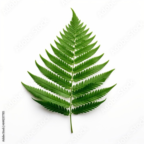 Photo of Redwood Leaf isolated on a white background