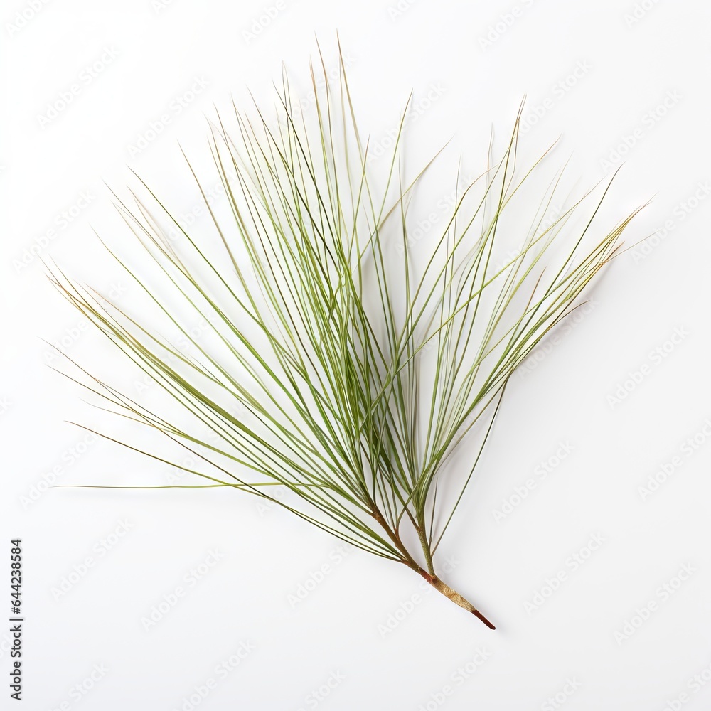 Photo of White Pine Needle isolated on a white background Photo of White Pine Needle isolated on a white background
