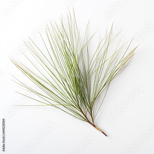 Photo of White Pine Needle isolated on a white background