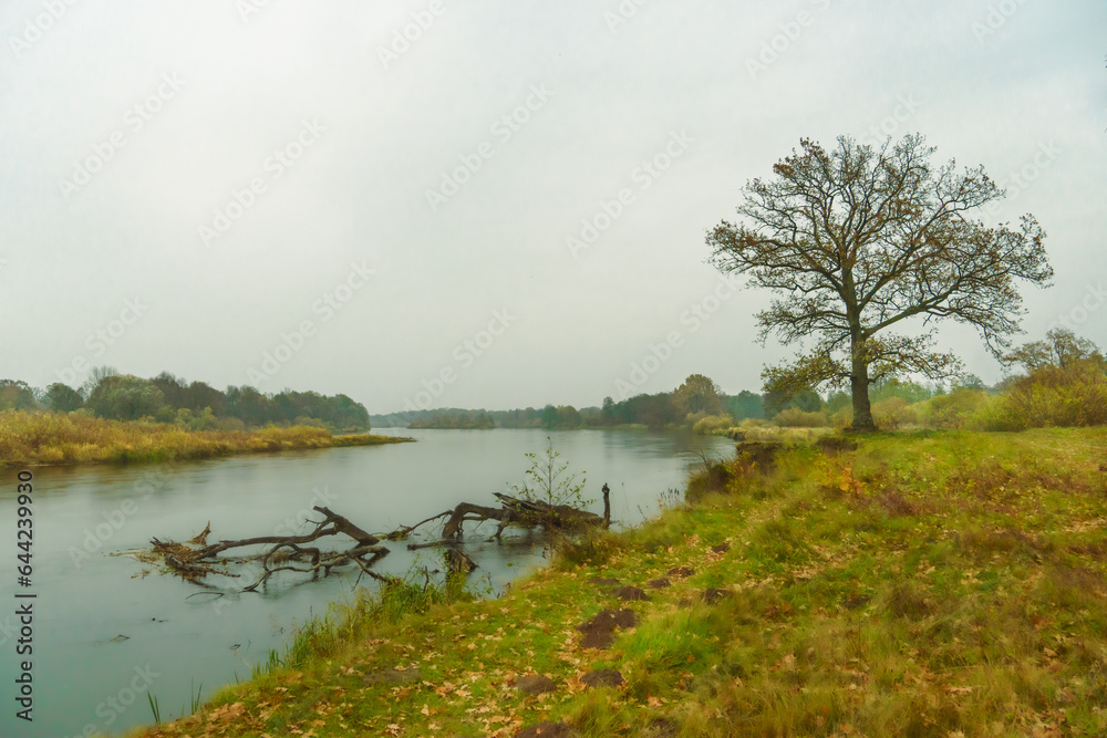 A lonely tree on the riverbank on a cloudy rainy day. Gray sky over a wide river and grassy banks. Autumn dreary landscape.