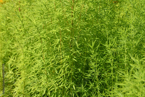 Kochia scoparia is an ornamental herbaceous plant used for landscaping gardens