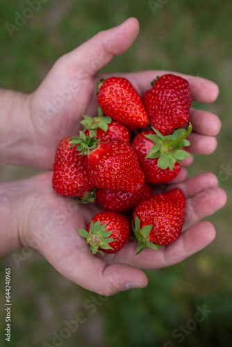 strawberries in the hands of a man. summer juicy berries in hands