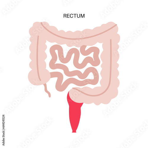 Large intestine anatomy