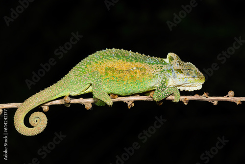 Beautiful camouflage colors of the Midlands Dwarf Chameleon (Bradypodion thamnobates)