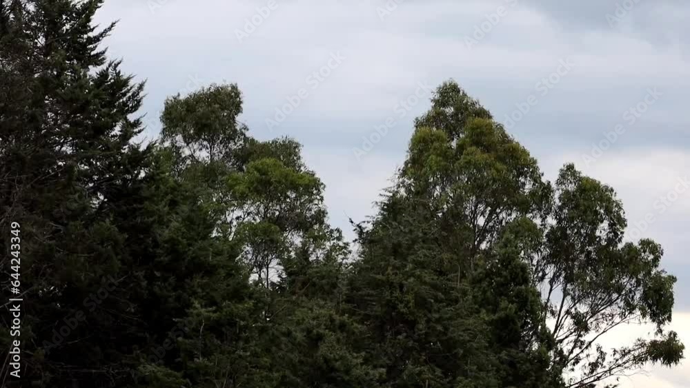 trees and strong winds in summer season