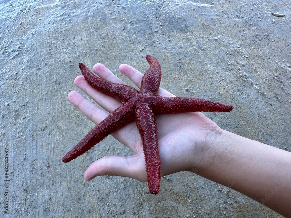 Sea star in the hands of a man. Sea animal, red inhabitant of the sea. There is a starfish in the palm of your hand. Sea star in the hands of a man. Sea animal, red inhabitant of the sea. There is a starfish in the palm of your hand.