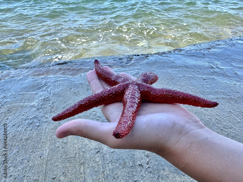 Sea star in the hands of a man. Sea animal, red inhabitant of the sea. There is a starfish in the palm of your hand. Sea star in the hands of a man. Sea animal, red inhabitant of the sea. There is a starfish in the palm of your hand.