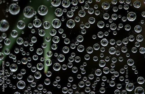 Close-up of tiny water droplets on a spider web set against a black background © Rasmuscool99