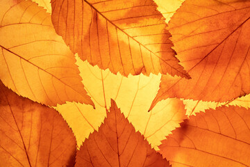 Bright background autumn season leaves close-up with backlight as a background, template or web banner for the design of the autumn theme