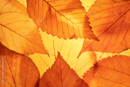 Bright background autumn season leaves close-up with backlight as a background, template or web banner for the design of the autumn theme