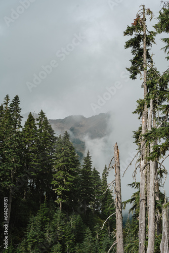 mountain in the clouds. Hoh river, Olympic National park, Washington USA  © Mitchell