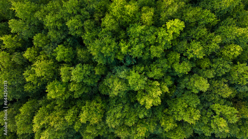 A healthy forest from the air looking straight down.