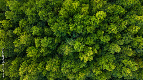 A healthy forest from the air looking straight down.