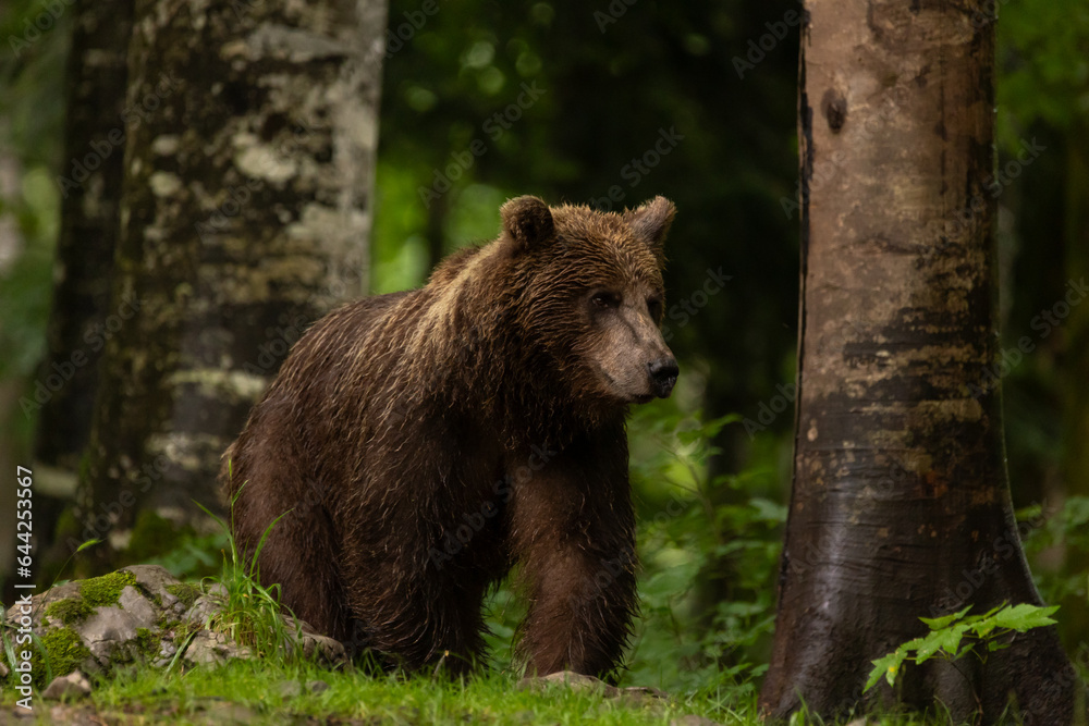 Fototapeta premium Braunbär im Wald