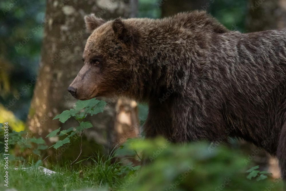 Obraz premium Braunbär im Wald