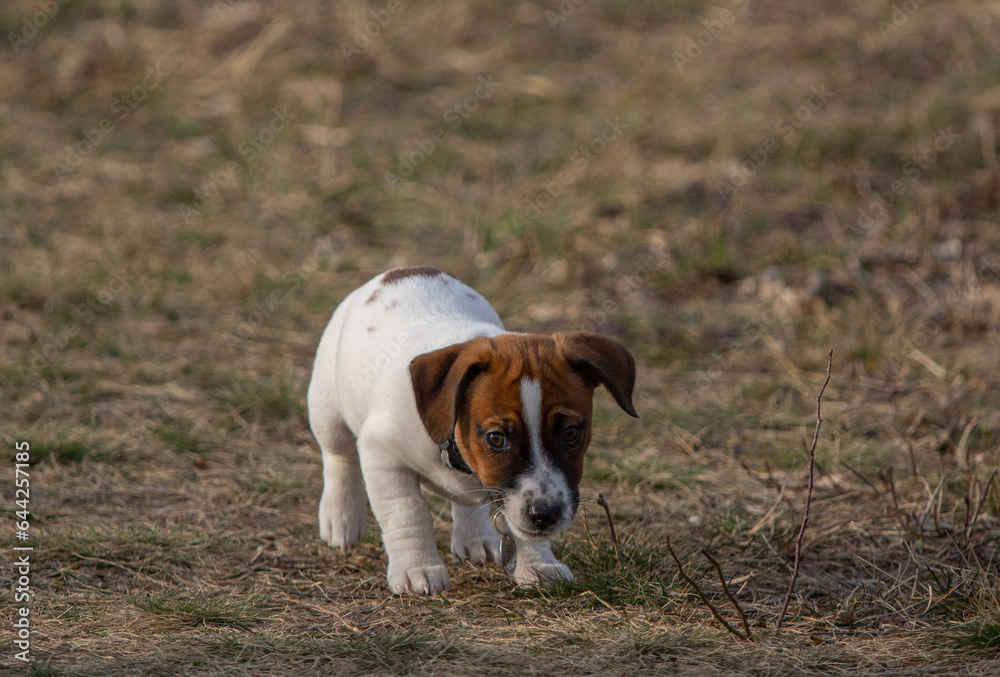 Young Jack Russel Terrier puppy is playing with a spike