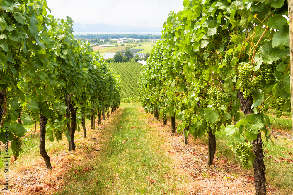 Vineyard rows overlooking grape field, wine farm in valley