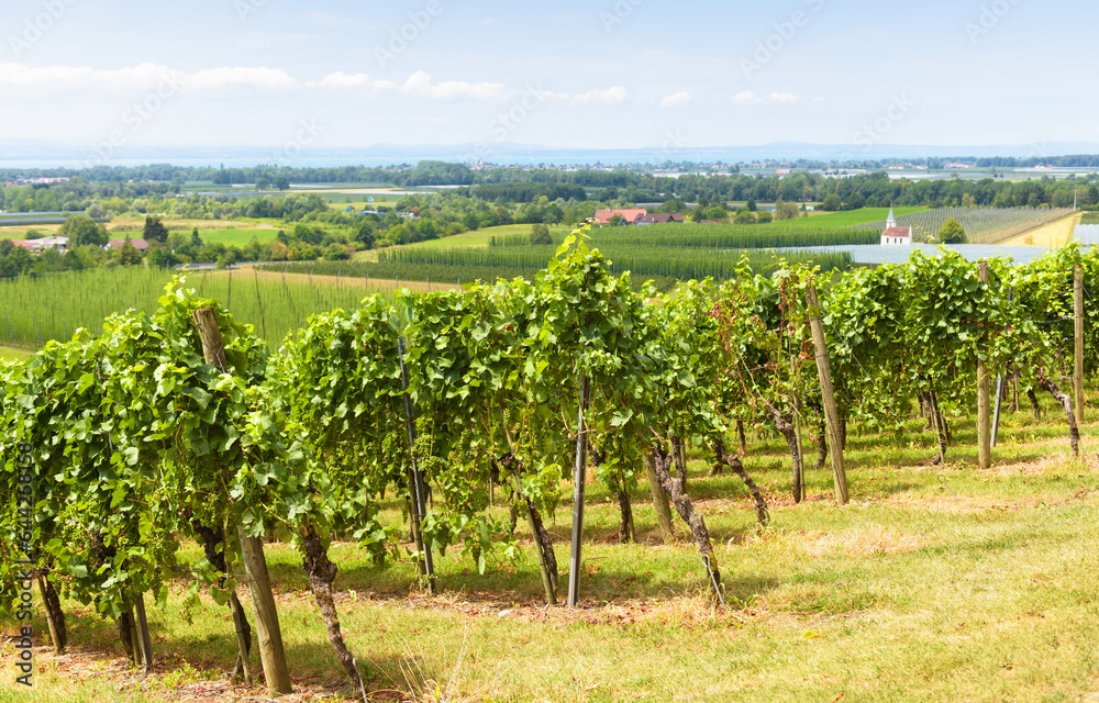 Landscape with vineyard rows on grape field, wine farm in valley
