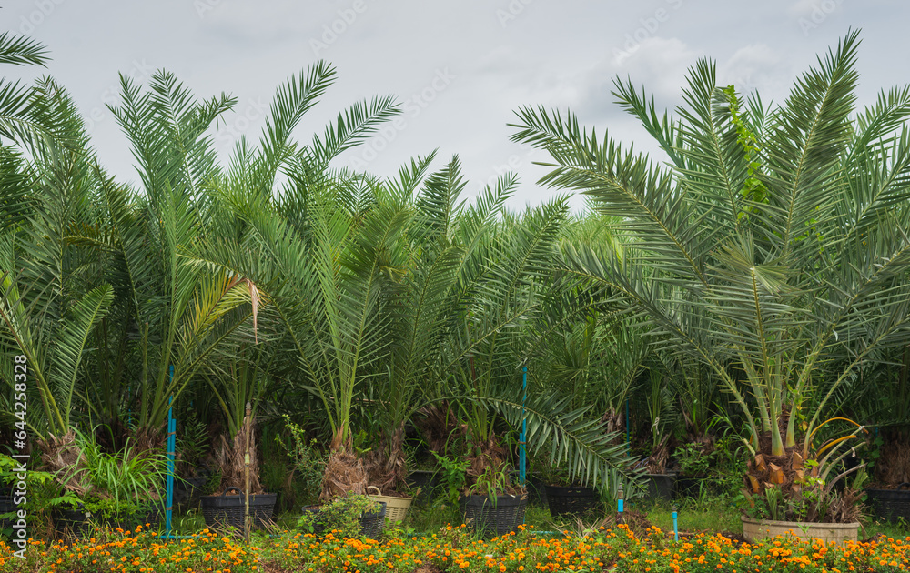 Obraz premium Date Palm Garden