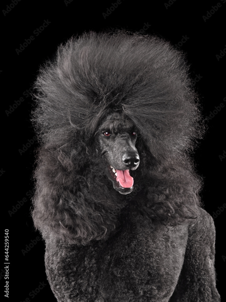 Close-up portrait of beautiful black poodle Close-up portrait of beautiful black poodle