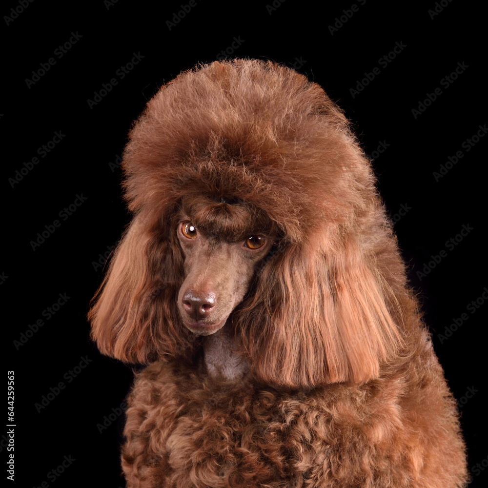 Portrait of chocolatetoy poodle Portrait of chocolatetoy poodle