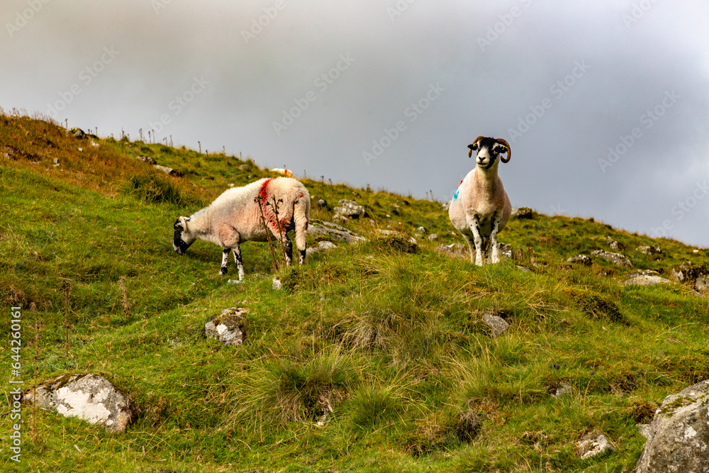 Obraz premium Sheeps in Wicklow mountains