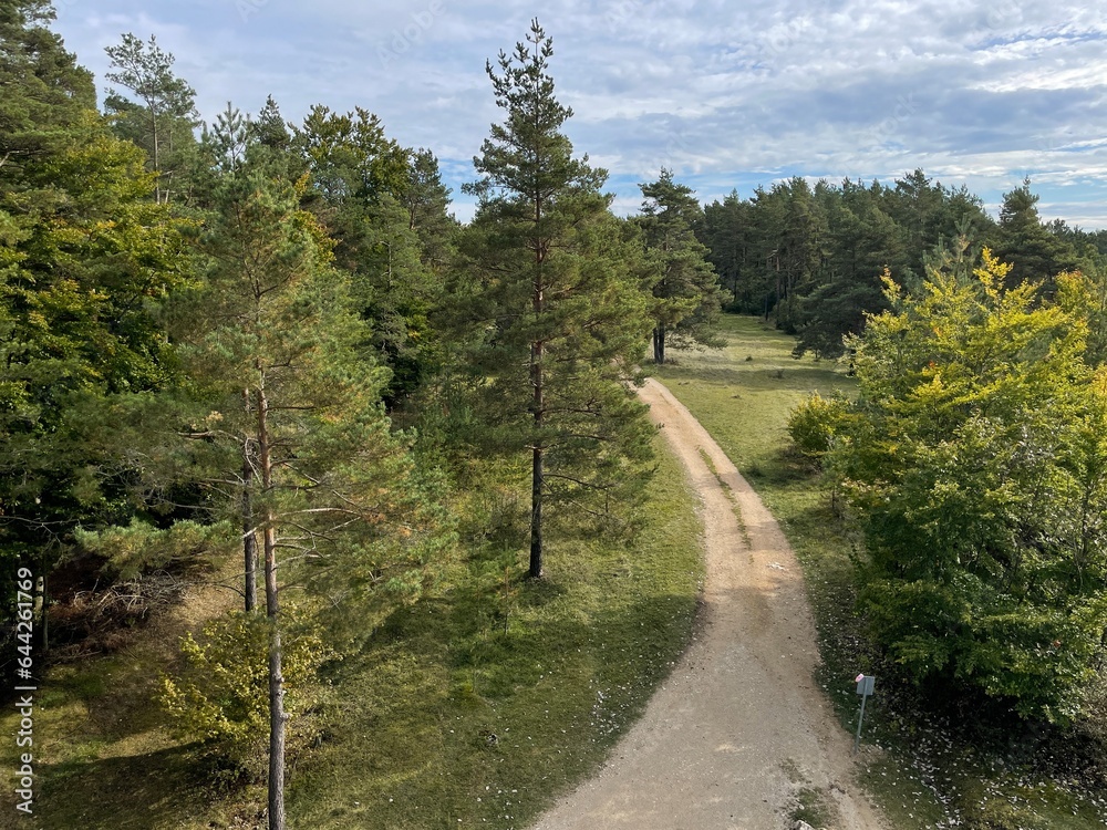 Obraz premium the concept of healthy lifestyle walking along the road going through the green forest under the blue sky