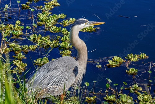 great blue heron