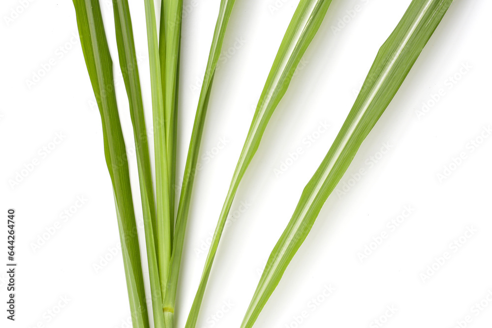 Obraz premium Sugar cane leaves on white background.