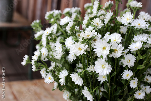 Fototapeta Naklejka Na Ścianę i Meble -  Marguerite white flower, Marguerite Daisy