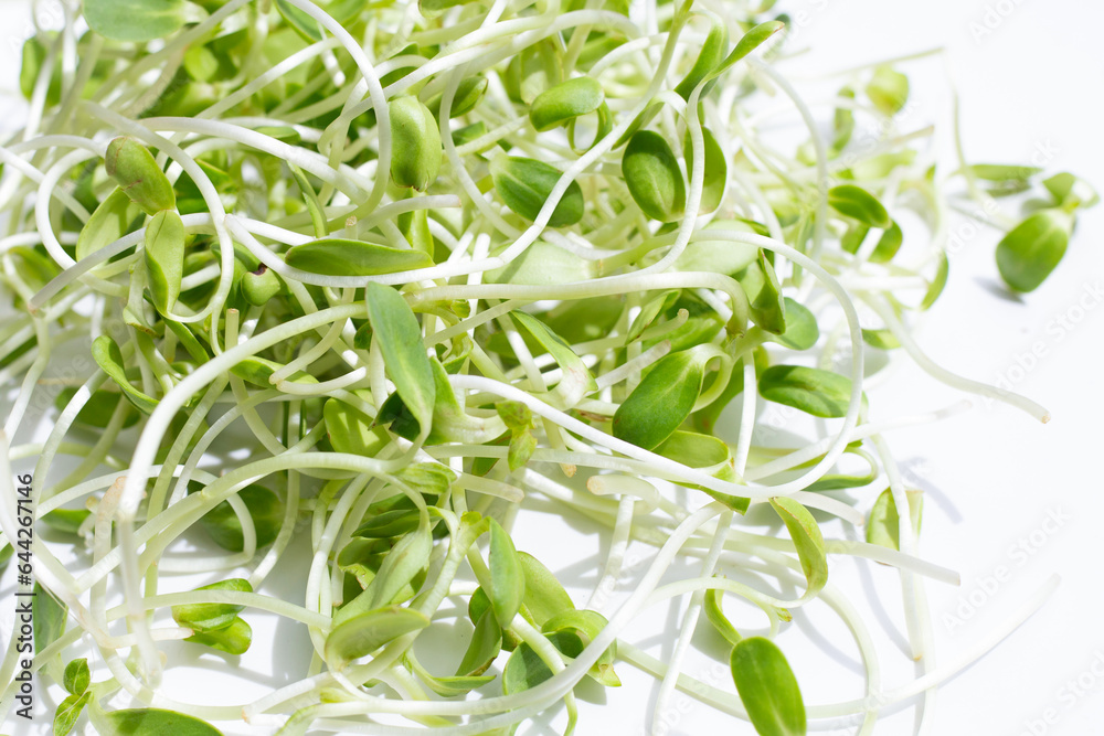 Sunflower Sprout on white background. Sunflower Sprout on white background.