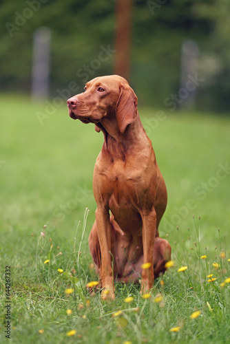 Cute young Hungarian Vizsla dog posing outdoors sitting on a green grass with yellow flowers in summer