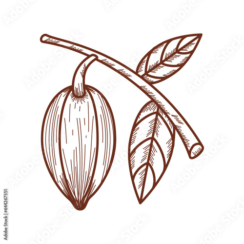 cacao tree and leaf icon
