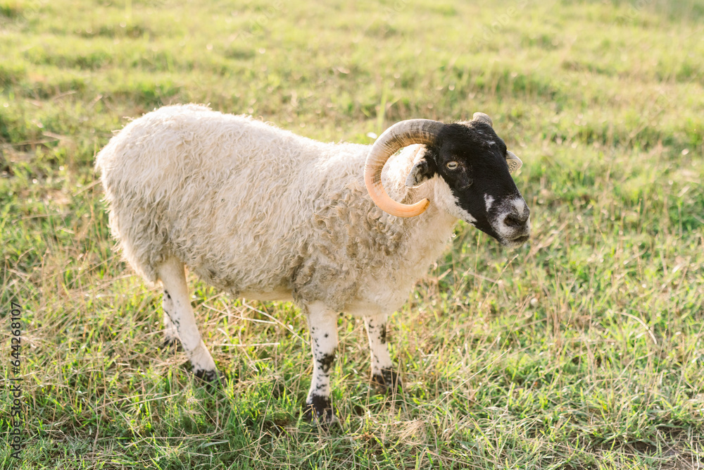 Obraz premium A ram in a field