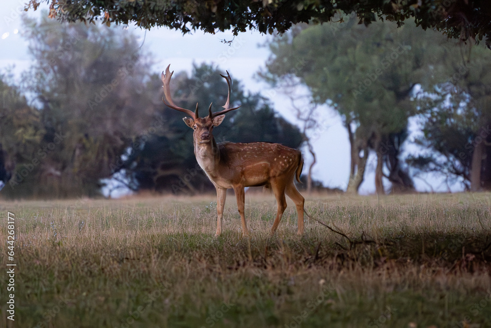 Fototapeta premium deer in the forest