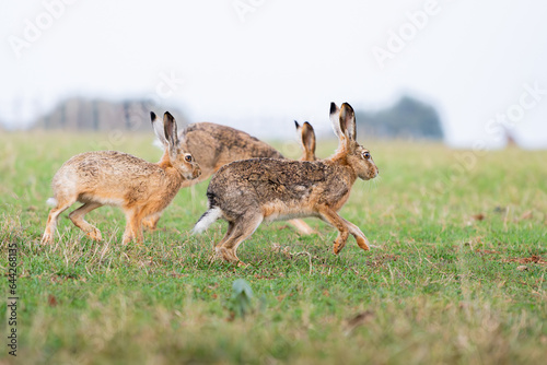 rabbit in the meadow