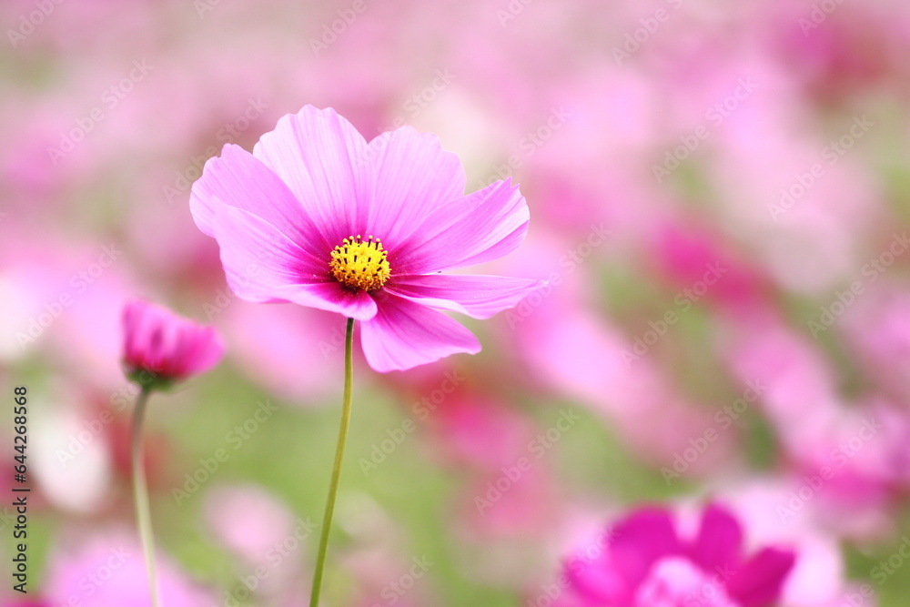 コスモスの花のある秋の風景