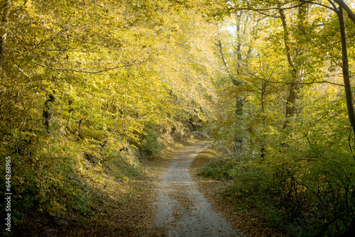 road in autumn forest © Vedran