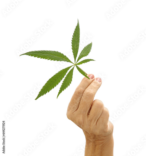 Woman holding fresh green hemp leaf on white background, closeup