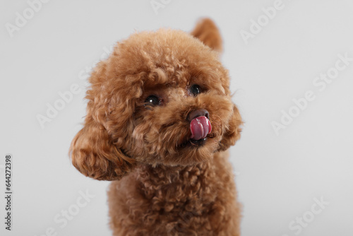 Cute Maltipoo dog licking itself on light grey background. Lovely pet