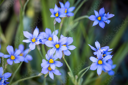 top down view of blue eyed grass © Mary Lynn Strand
