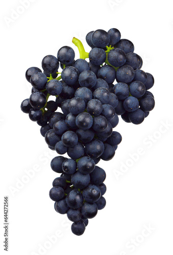 Grapes isolated. A bunch of ripe blue grapes with leaves, on transparent, png. wine grapes. A bunch of dark wine grapes