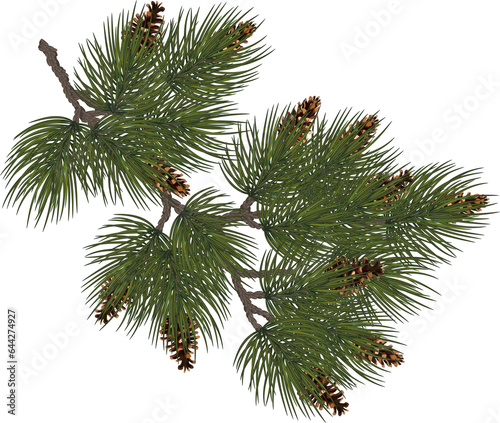 Fir with cones.Christmas.Forest.Spruce leaves and Cones. Fir tree on transparent, png. Realistic style, illustration