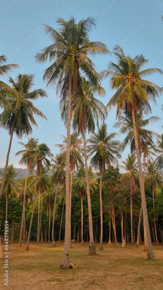 Palm trees with a blue sky and clouds in Phuket Thailand. Green palm trees in the sky on a tropical island in Thailand Palm trees with a blue sky and clouds in Phuket Thailand. Green palm trees in the sky on a tropical island in Thailand