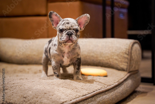 Brindle french bulldog puppy