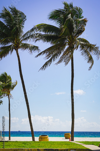 palm trees on a beautiful beach