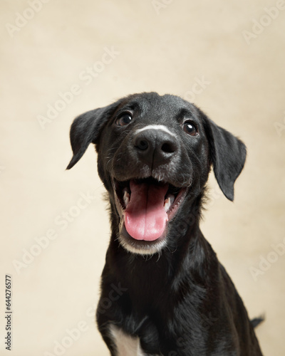 Wallpaper Mural Happy black puppy on a beige background. Portrait of a dog in the studio. cute little pet.  Torontodigital.ca