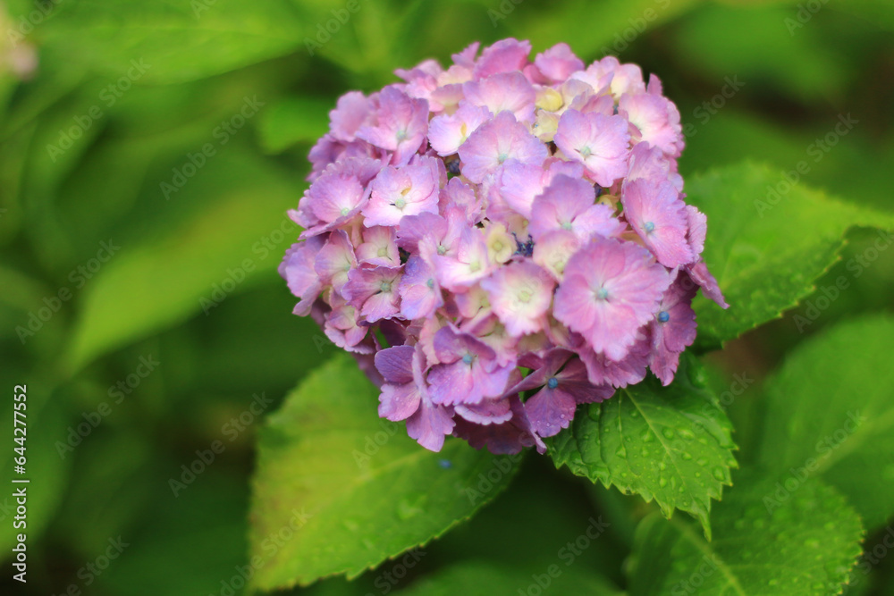 Beautiful Hydrangea Flower.Pink Hydrangea flower (Hydrangea macrophylla) in a garden. Beautiful Hydrangea Flower.Pink Hydrangea flower (Hydrangea macrophylla) in a garden.