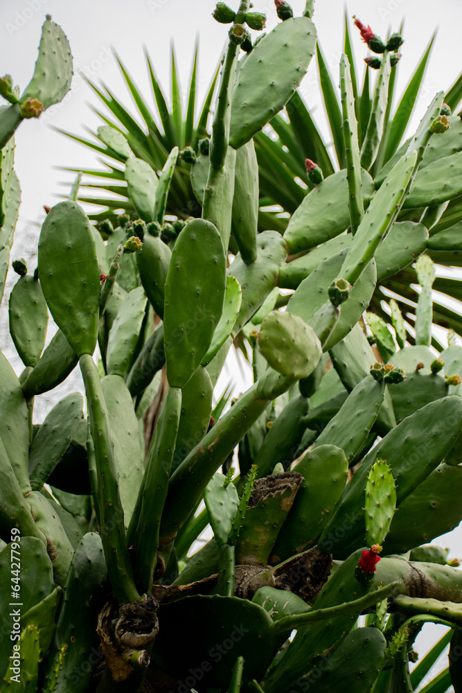 Obraz premium green plants